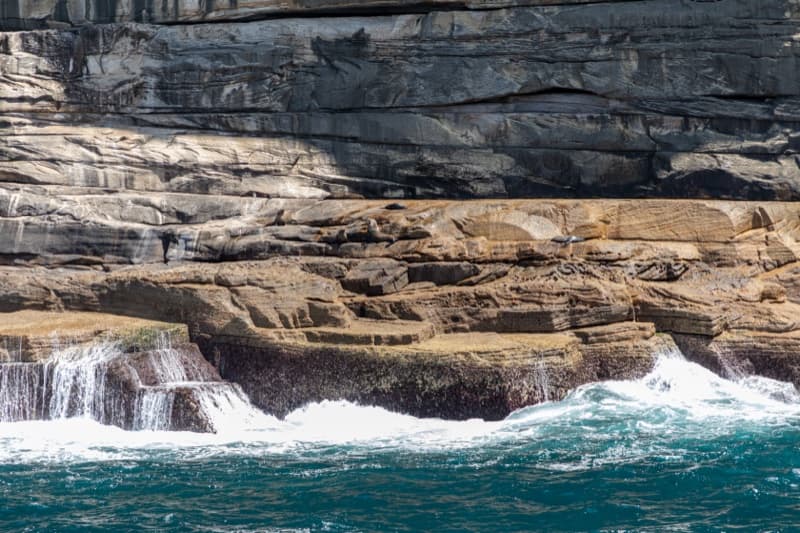 File:Sydney (AU), Coast, New Zealand sea lions -- 2019 -- 3484.jpg